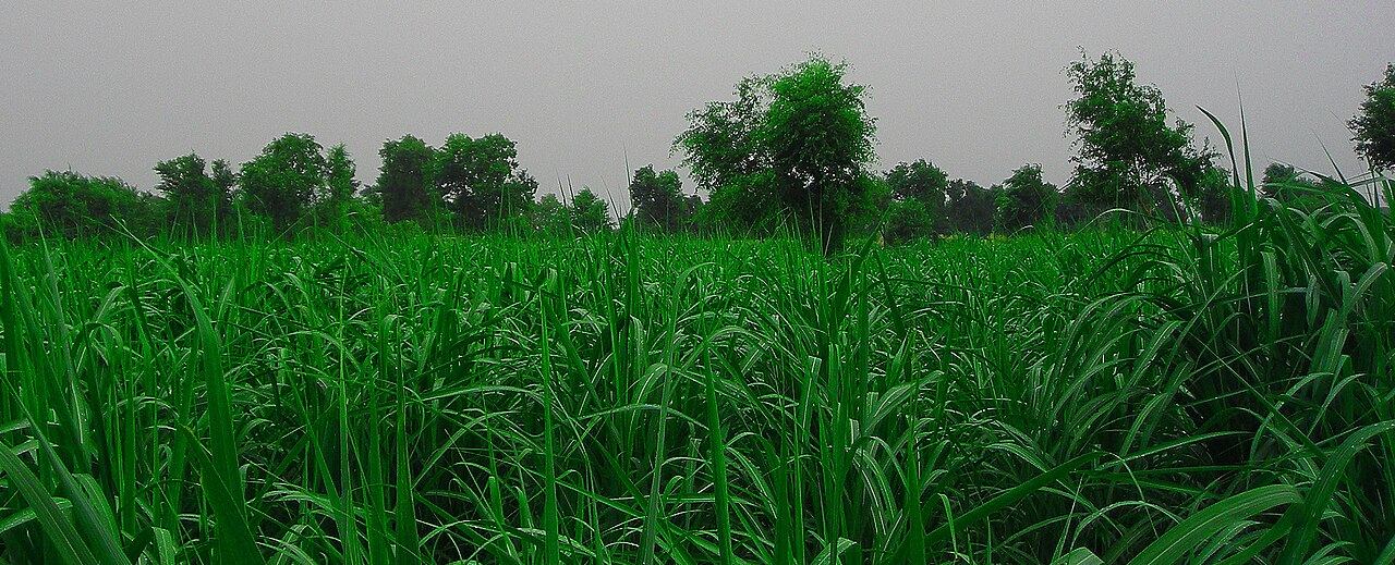 Green fields at Chak 42 near Okara